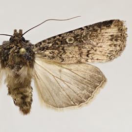  Peridroma  sp.,   adult female 
 